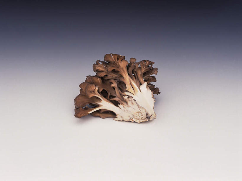 无人,横图,俯视,室内,特写,白天,白色背景,蔬菜,一堆,许多,堆叠,堆积,新鲜,菌菇,食品,褐色,菌类,平菇,食物,食用菌,摄影,有机食品,绿色食品,影棚,堆,姬菇,糙皮侧耳,侧耳,黑牡丹菇,彩图,高角度拍摄,影棚拍摄,拍摄