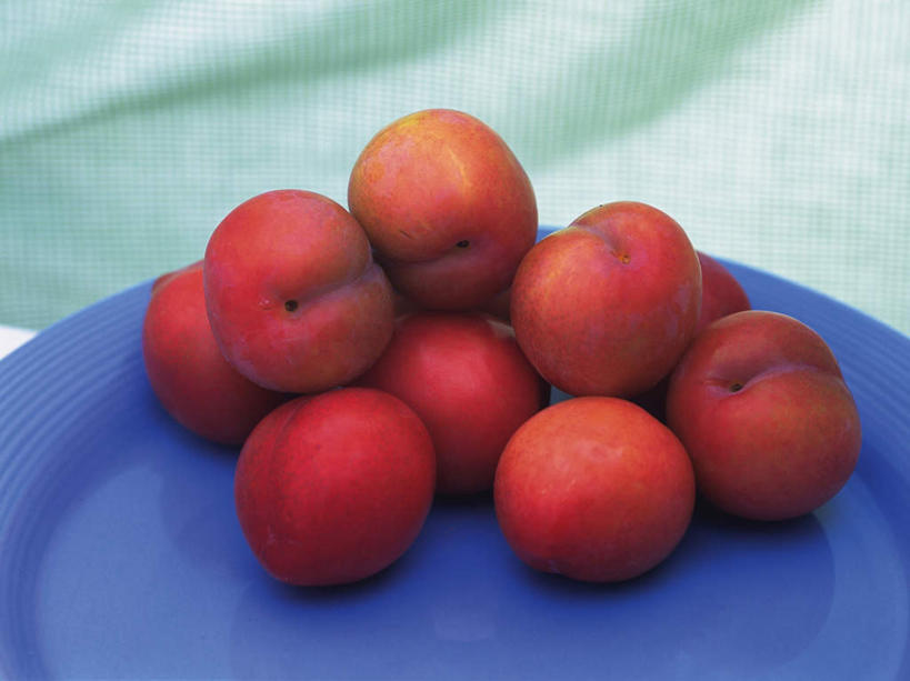 无人,横图,俯视,室内,特写,白天,李子,餐具,水果,一堆,许多,绿色背景,堆叠,堆积,新鲜,碟子,盘,生食,食品,果实,食物,一个,红色,蓝色,盘子,碟,有机食品,绿色食品,单个,堆,恐龙蛋,布冧,彩图,高角度拍摄