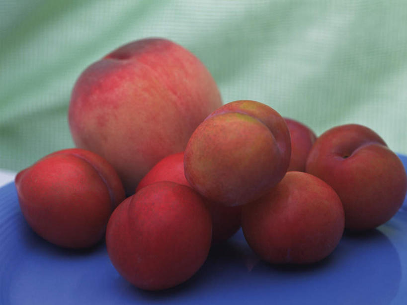 无人,横图,室内,特写,白天,正面,李子,餐具,水果,一堆,许多,绿色背景,阴影,堆叠,堆积,新鲜,反射,碟子,盘,影子,生食,食品,果实,食物,一个,盘子,碟,有机食品,绿色食品,单个,堆,恐龙蛋,布冧,彩图