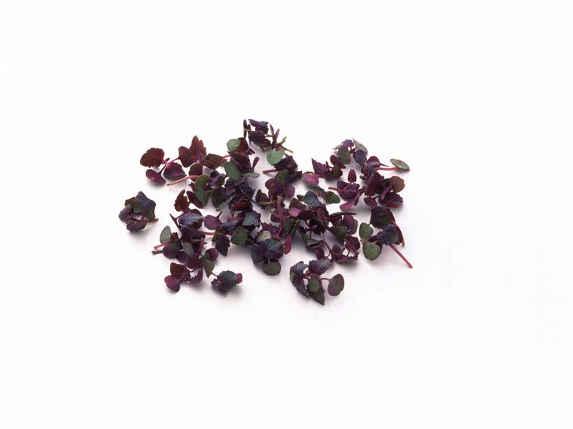 无人,横图,俯视,室内,特写,白天,白色背景,植物,叶子,一堆,许多,堆叠,堆积,绿叶,草药,药草,中药,紫色,嫩叶,摄影,影棚,堆,紫苏,药材,中草药,中药材,本草,赤苏,红苏,黑苏,叶,叶片,彩图,高角度拍摄,影棚拍摄,拍摄