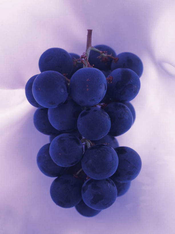无人,竖图,俯视,室内,特写,白天,葡萄,水果,一串,紫色背景,漂浮,新鲜,生食,食品,果实,半空,食物,紫色,有机食品,绿色食品,山葫芦,蒲桃,草龙珠,彩图,高角度拍摄