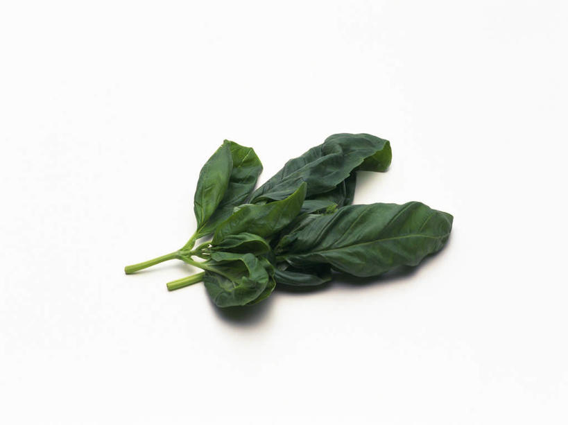 无人,横图,俯视,室内,特写,白天,白色背景,植物,叶子,香料,绿叶,草药,中药,香草,嫩叶,摄影,影棚,罗勒,紫苏,药材,中草药,九层塔,圣约瑟夫草,甜罗勒,兰香,中药材,本草,赤苏,红苏,黑苏,叶,叶片,彩图,高角度拍摄,影棚拍摄,拍摄