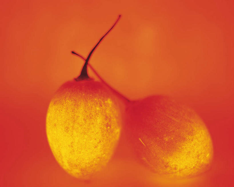 无人,横图,室内,特写,白天,正面,水果,阴影,红色背景,朦胧,模糊,新鲜,发光,反射,光线,影子,生食,食品,果实,食物,两个,黄色,红色,闪耀,有机食品,绿色食品,树番茄,明亮,彩图