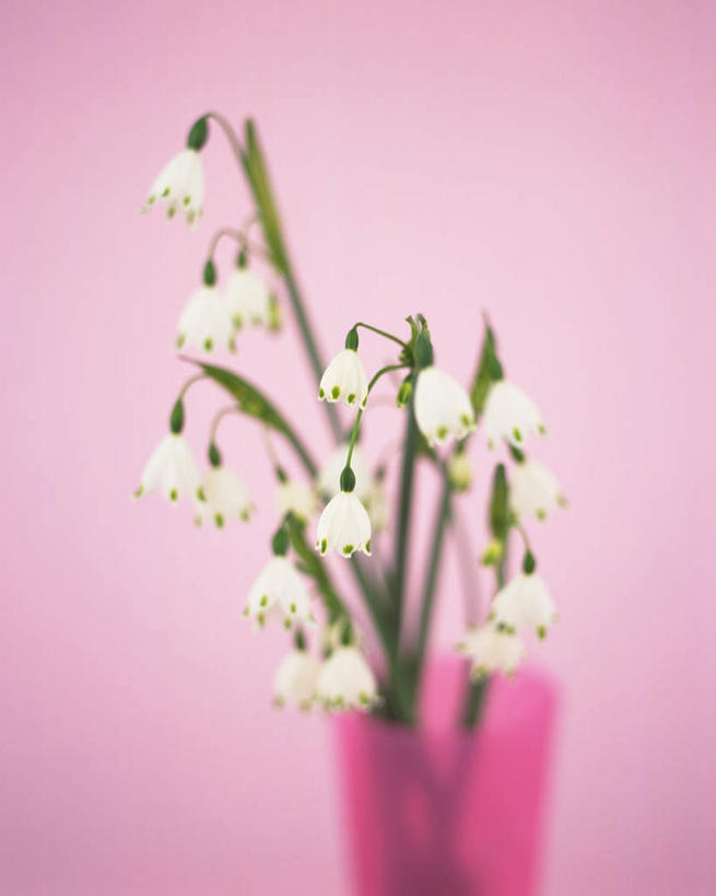 无人,竖图,室内,特写,白天,正面,智慧,杯子,许多,粉色背景,艺术,盛开,枝条,花蕾,文化,花,花瓣,花朵,鲜花,一个,粉色,白色,插花,花苞,花蕊,摄影,影棚,单个,插花艺术,铃兰,创造,创作,想象,君影草,山谷百合,香水花,彩图,影棚拍摄,拍摄