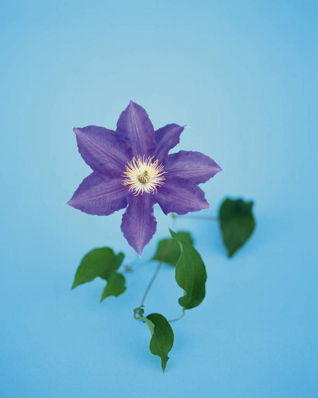 无人,竖图,俯视,室内,特写,白天,植物,叶子,蓝色背景,盛开,铁线莲,绿叶,花蕾,花,花瓣,花朵,鲜花,一朵,紫色,花苞,花蕊,嫩叶,摄影,影棚,生长,成长,番莲,威灵仙,山木通,叶,叶片,彩图,高角度拍摄,影棚拍摄,拍摄