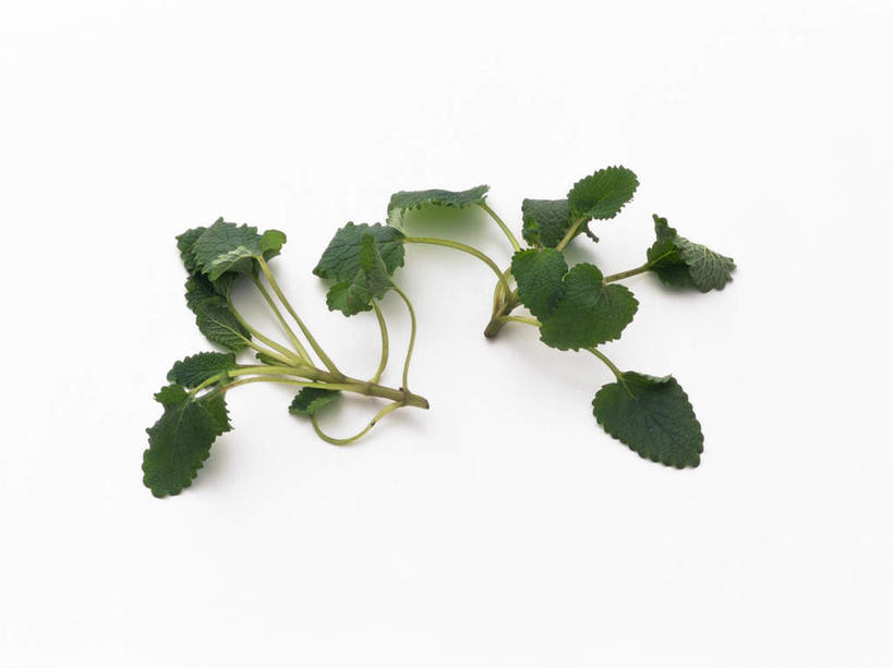 无人,横图,俯视,室内,特写,白天,白色背景,植物,叶子,许多,阴影,反射,影子,绿叶,草药,药草,中药,绿色,嫩叶,摄影,影棚,生长,成长,药材,中草药,蜜蜂花,中药材,本草,叶,叶片,彩图,高角度拍摄,影棚拍摄,拍摄