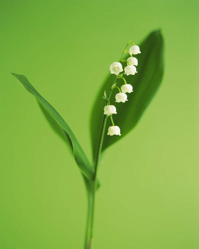 无人,竖图,室内,特写,白天,正面,植物,叶子,绿色背景,朦胧,模糊,盛开,绿叶,花蕾,花,花瓣,花朵,鲜花,一朵,花苞,花蕊,嫩叶,摄影,影棚,生长,成长,铃兰,君影草,山谷百合,香水花,叶,叶片,彩图,影棚拍摄,拍摄