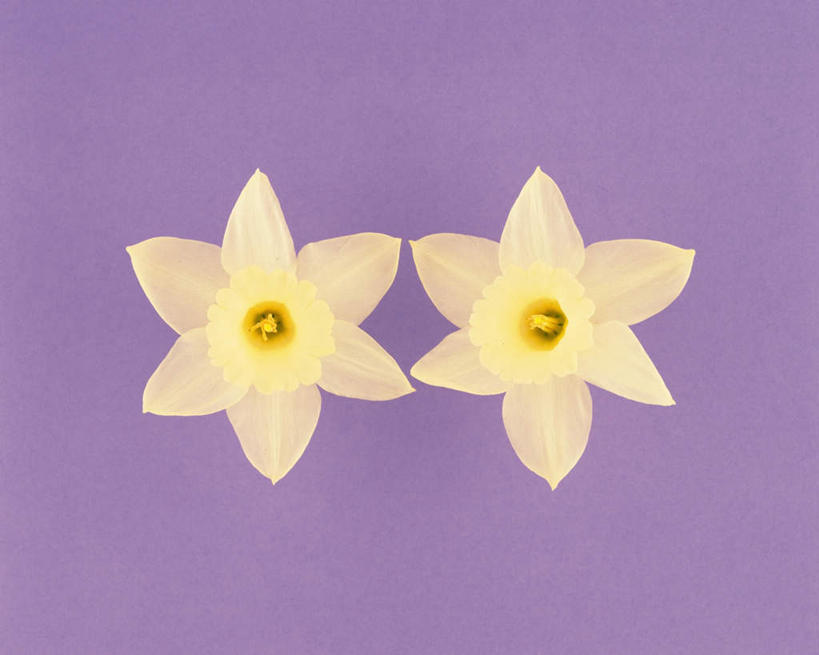 无人,横图,俯视,室内,特写,白天,白色背景,水仙花,盛开,花蕾,花,花瓣,花朵,鲜花,两朵,白色,花苞,花蕊,摄影,影棚,金盏银台,玉玲珑,女史花,雅蒜,天蒜,凌波仙子,水仙,天葱,彩图,高角度拍摄,影棚拍摄,拍摄