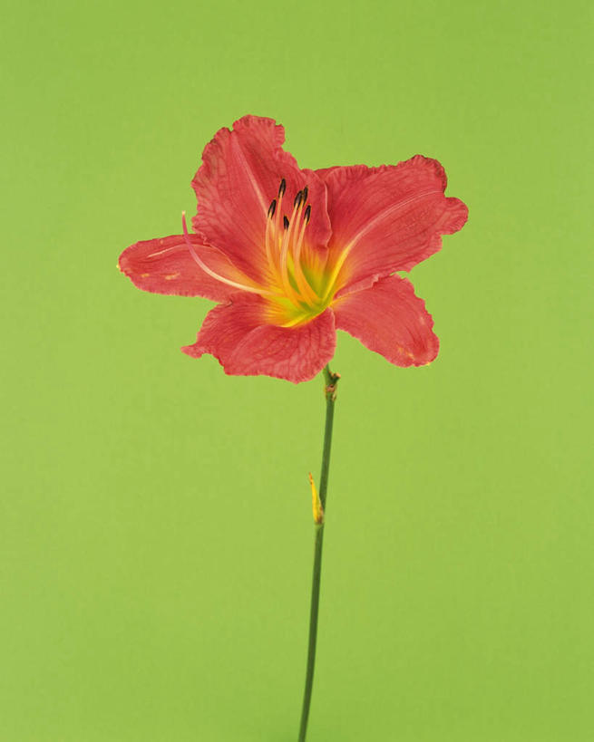 无人,竖图,室内,特写,白天,正面,萱草,静物,绿色背景,盛开,枝条,花蕾,花,花瓣,花朵,鲜花,一朵,红色,花苞,花蕊,摄影,影棚,疗愁,萱草花,宜男,忘忧草,金针菜,黄花菜,彩图,影棚拍摄,拍摄