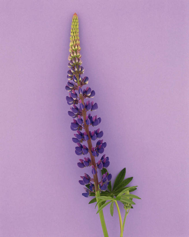 无人,竖图,室内,特写,白天,正面,植物,静物,叶子,紫色背景,盛开,羽扇豆,绿叶,鲁冰花,花蕾,花,花瓣,花朵,鲜花,一朵,紫色,花苞,花蕊,嫩叶,母爱,摄影,影棚,生长,成长,奉献,无私,叶,叶片,彩图,影棚拍摄,拍摄