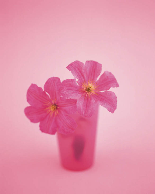 无人,竖图,室内,特写,白天,白色背景,正面,智慧,静物,花瓶,艺术,盛开,铁线莲,花蕾,文化,花,花瓣,花朵,鲜花,两朵,一个,粉色,插花,花苞,花蕊,摄影,影棚,单个,插花艺术,番莲,威灵仙,山木通,创造,创作,想象,彩图,影棚拍摄,拍摄