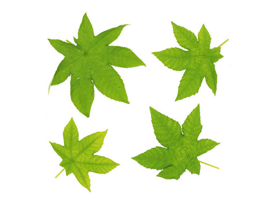 无人,横图,俯视,室内,特写,白天,白色背景,静物,叶子,四片,条纹,纹路,枫叶,绿叶,绿色,摄影,影棚,枫树叶,叶,叶片,叶脉,彩图,高角度拍摄,影棚拍摄,拍摄