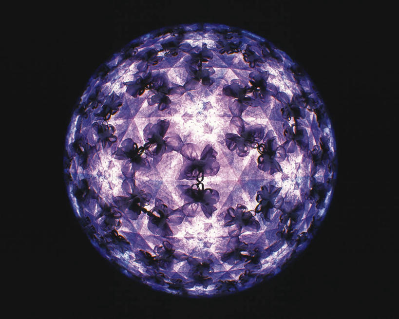 无人,横图,室内,特写,白天,正面,万花筒,一排,黑色背景,花纹,条纹,整齐,盛开,结构,圆形,图案,花蕾,花,花瓣,花朵,鲜花,排列,一个,紫色,白色,框架,花苞,花蕊,摄影,影棚,单个,轮廓,耀眼,明亮,队列,彩图,影棚拍摄,拍摄