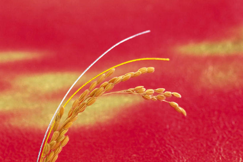 无人,横图,室内,特写,白天,正面,日本,亚洲,一棵,红色背景,朦胧,模糊,食品,稻穗,麦穗,水稻,粮食,黄色,摄影,影棚,东亚,日本国,彩图,影棚拍摄,拍摄