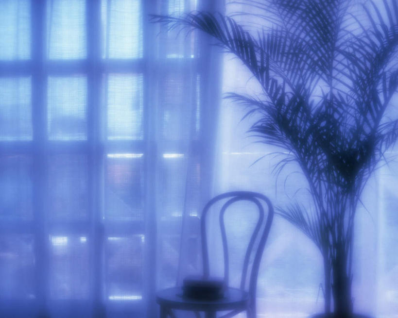 无人,横图,室内,白天,正面,植物,窗户,窗帘,椅子,金属制品,一把,朦胧,模糊,金属,盆栽,盆景,玻璃窗,树,树木,蓝色,绿色,自然,生长,成长,彩图