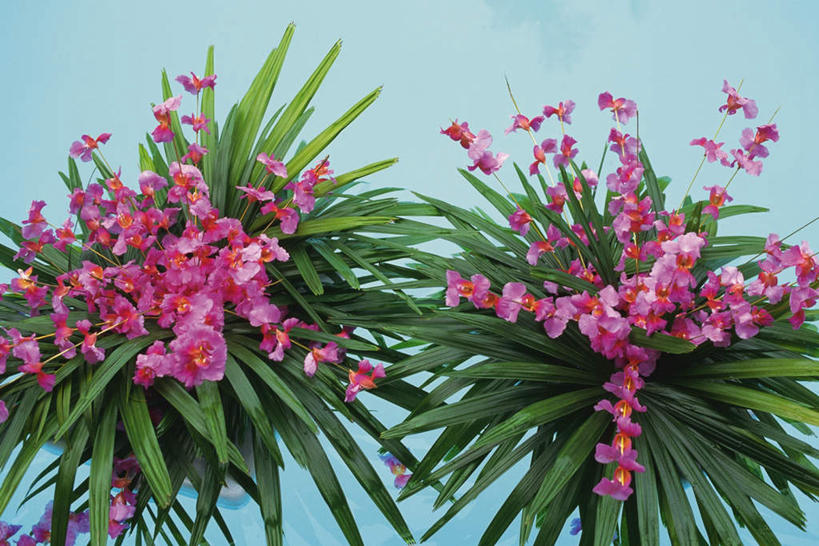 无人,横图,俯视,室内,白天,叶子,蓝色背景,朦胧,模糊,盛开,绿叶,花蕾,花,花瓣,花朵,鲜花,绿色,花苞,花蕊,嫩叶,摄影,影棚,两株,高雅,淡泊,花中君子,兰花,叶,叶片,彩图,高角度拍摄,影棚拍摄,拍摄