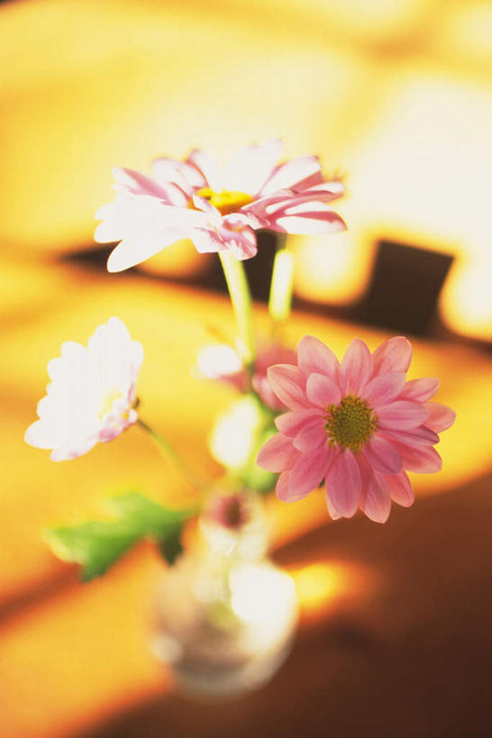 无人,竖图,俯视,室内,特写,白天,桌子,花瓶,三朵,朦胧,模糊,盛开,玛格丽特,花蕾,雏菊,花,花瓣,花朵,鲜花,粉色,花苞,花蕊,菊花,延命菊,幸福花,春菊,马兰头花,彩图,高角度拍摄