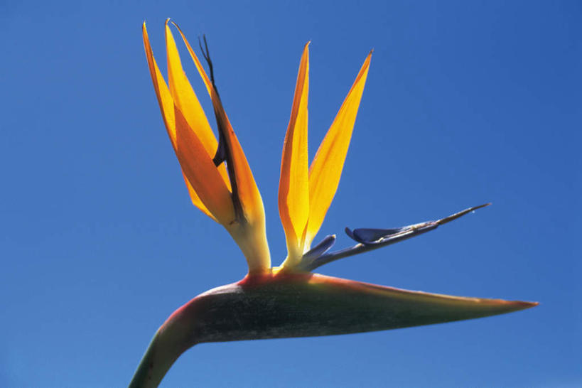 无人,横图,室外,白天,仰视,鹤望兰,阴影,盛开,光线,影子,花蕾,花,花瓣,花朵,鲜花,一朵,黄色,蓝色,蓝天,天空,阳光,天,花苞,花蕊,晴朗,高雅,清新,万里无云,极乐鸟花,天堂鸟,晴空,晴空万里,彩图,低角度拍摄