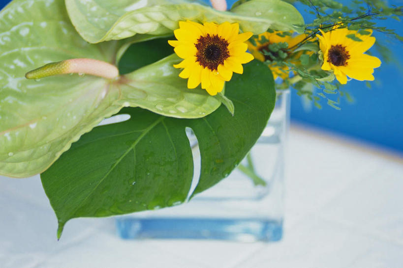 无人,横图,俯视,室内,特写,白天,白色背景,桌子,向日葵,花瓶,许多,朦胧,模糊,盛开,火鹤花,安祖花,花蕾,花,花瓣,花朵,鲜花,花苞,花蕊,摄影,影棚,红掌,花烛,红鹤芋,猪尾花,烛台花,蜡烛花,朝阳花,葵花,望日莲,向阳花,转日莲,彩图,高角度拍摄,影棚拍摄,拍摄