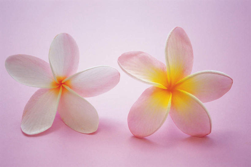 无人,横图,俯视,室内,特写,白天,阴影,粉色背景,朦胧,模糊,盛开,光线,影子,花蕾,赤素馨花,花,花瓣,花朵,鲜花,两朵,粉色,阳光,花苞,花蕊,摄影,影棚,蛋黄花,鸡蛋花,缅栀花,彩图,高角度拍摄,影棚拍摄,拍摄