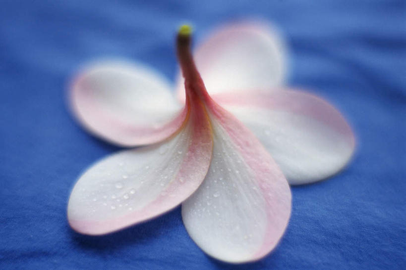 无人,横图,俯视,室内,特写,白天,桌子,蓝色背景,朦胧,模糊,盛开,花蕾,赤素馨花,花,花瓣,花朵,鲜花,一朵,粉色,花苞,花蕊,摄影,影棚,蛋黄花,鸡蛋花,缅栀花,彩图,高角度拍摄,影棚拍摄,拍摄