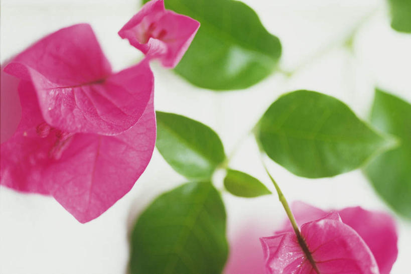 无人,横图,俯视,室内,特写,白天,白色背景,叶子,盛开,绿叶,九重葛,三角梅,花蕾,花,花瓣,花朵,鲜花,两朵,红色,花苞,花蕊,嫩叶,摄影,影棚,三叶梅,毛宝巾,簕杜鹃,叶子花,叶子梅,南美紫茉莉,叶,叶片,三角花,彩图,高角度拍摄,影棚拍摄,拍摄