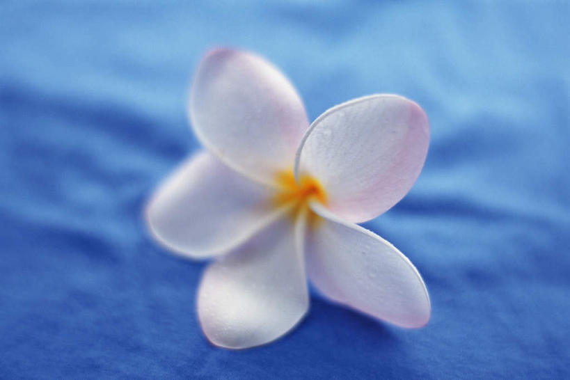 无人,横图,俯视,室内,特写,白天,蓝色背景,朦胧,模糊,盛开,花蕾,赤素馨花,花,花瓣,花朵,鲜花,一朵,粉色,花苞,花蕊,摄影,影棚,蛋黄花,鸡蛋花,缅栀花,彩图,高角度拍摄,影棚拍摄,拍摄