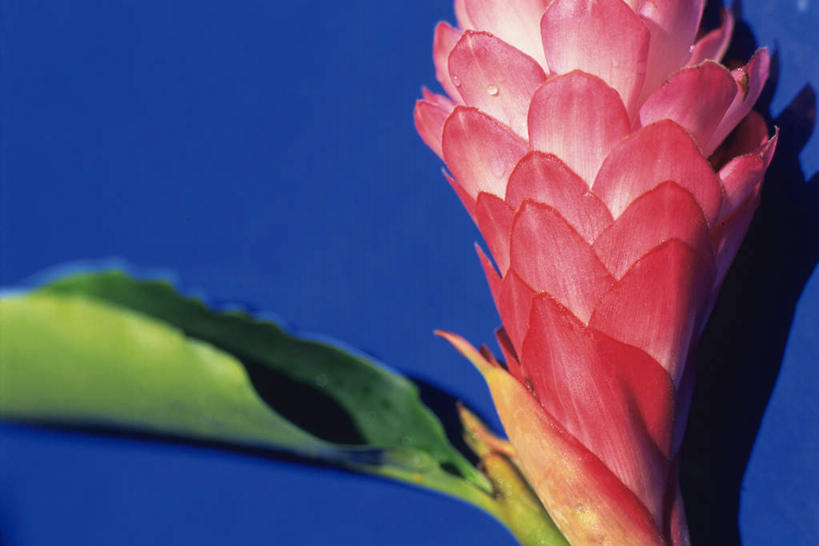 无人,横图,俯视,室内,特写,白天,静物,叶子,阴影,蓝色背景,盛开,光线,影子,绿叶,花蕾,花,花瓣,花朵,鲜花,一朵,红色,阳光,花苞,花蕊,嫩叶,摄影,影棚,红姜花,叶,叶片,彩图,高角度拍摄,影棚拍摄,拍摄