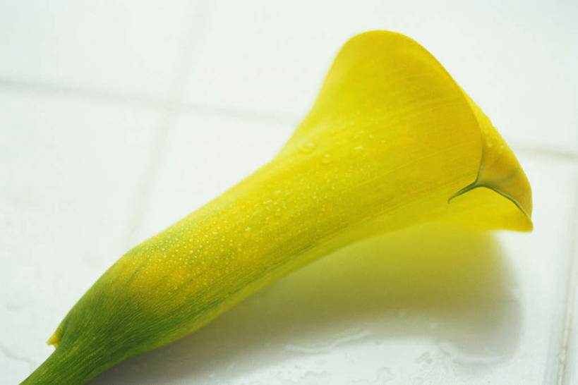 无人,横图,俯视,室内,特写,白天,白色背景,纯洁,马蹄莲,盛开,花蕾,花,花瓣,花朵,鲜花,虔诚,一朵,黄色,花苞,花蕊,摄影,影棚,希望,优雅,高贵,纯净,马蹄兰,博爱,永恒,尊贵,高洁,慈菇花,圣洁,水芋,水芋马,彩图,高角度拍摄,影棚拍摄,拍摄
