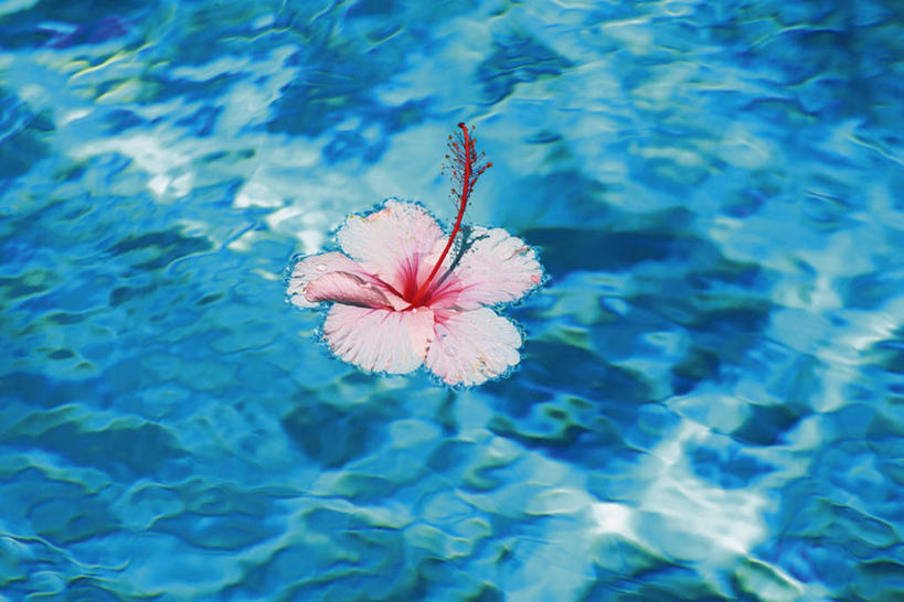 无人,横图,俯视,室外,特写,白天,朦胧,模糊,盛开,水池,花蕾,泳池,花,花瓣,花朵,鲜花,一朵,粉色,蓝色,花苞,花蕊,芙蓉花,木芙蓉,拒霜花,木莲,地芙蓉,四面花,转观花,彩图,高角度拍摄