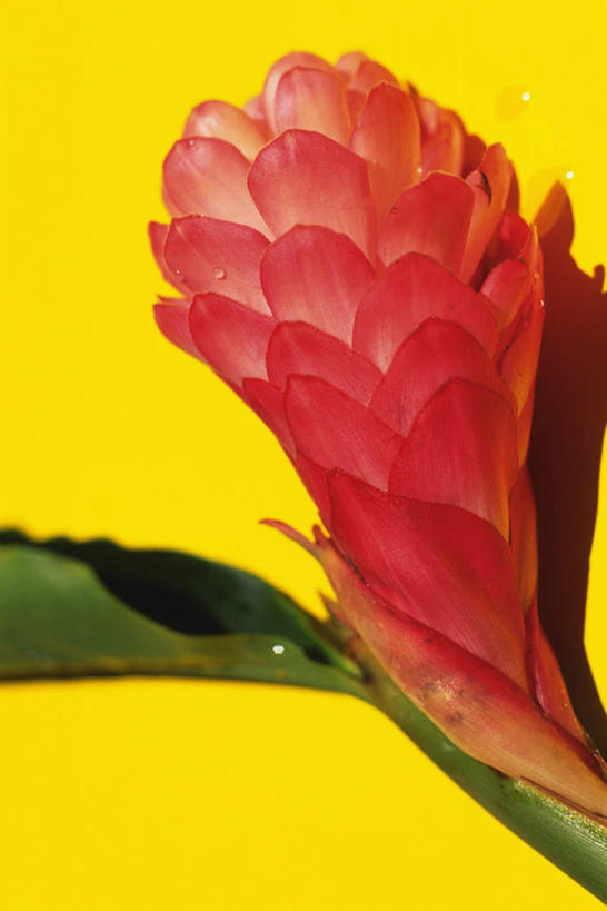 无人,竖图,俯视,室内,特写,白天,叶子,黄色背景,盛开,绿叶,花蕾,花,花瓣,花朵,鲜花,一朵,红色,花苞,花蕊,嫩叶,摄影,影棚,红姜花,叶,叶片,彩图,高角度拍摄,影棚拍摄,拍摄