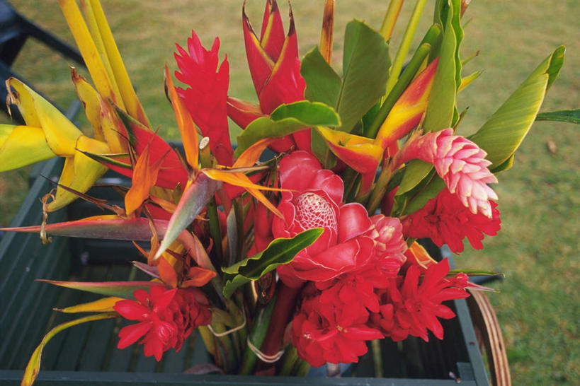 无人,横图,俯视,室外,特写,白天,草地,美景,植物,鹤望兰,许多,盛开,景观,花蕾,草,花,花瓣,花朵,鲜花,绿色,自然,箱子,花苞,花蕊,景色,高雅,清新,自然风光,红姜花,极乐鸟花,天堂鸟,彩图,高角度拍摄