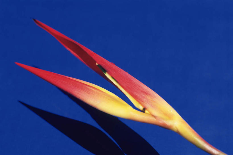 无人,横图,俯视,室内,特写,白天,鹤望兰,阴影,蓝色背景,盛开,反射,影子,花蕾,花,花瓣,花朵,鲜花,一朵,红色,花苞,花蕊,摄影,影棚,高雅,清新,极乐鸟花,天堂鸟,彩图,高角度拍摄,影棚拍摄,拍摄