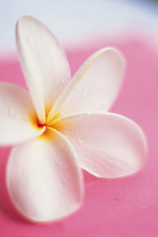 无人,竖图,俯视,室内,特写,白天,粉色背景,朦胧,模糊,盛开,花蕾,赤素馨花,花,花瓣,花朵,鲜花,一朵,白色,花苞,花蕊,摄影,影棚,蛋黄花,鸡蛋花,缅栀花,彩图,高角度拍摄,影棚拍摄,拍摄