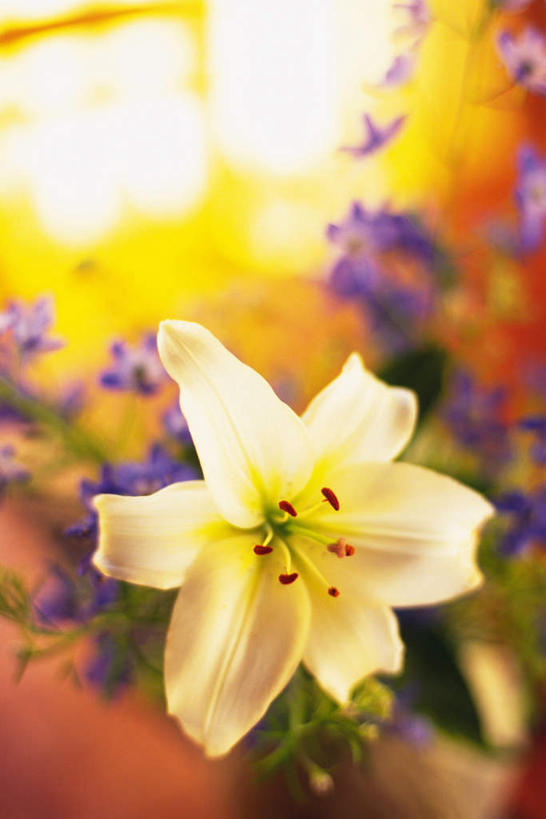 无人,竖图,俯视,室内,特写,白天,百合花,许多,朦胧,模糊,盛开,花蕾,花,花瓣,花朵,鲜花,白色,花苞,花蕊,强瞿,百合蒜,倒仙,番韭,山丹,彩图,高角度拍摄