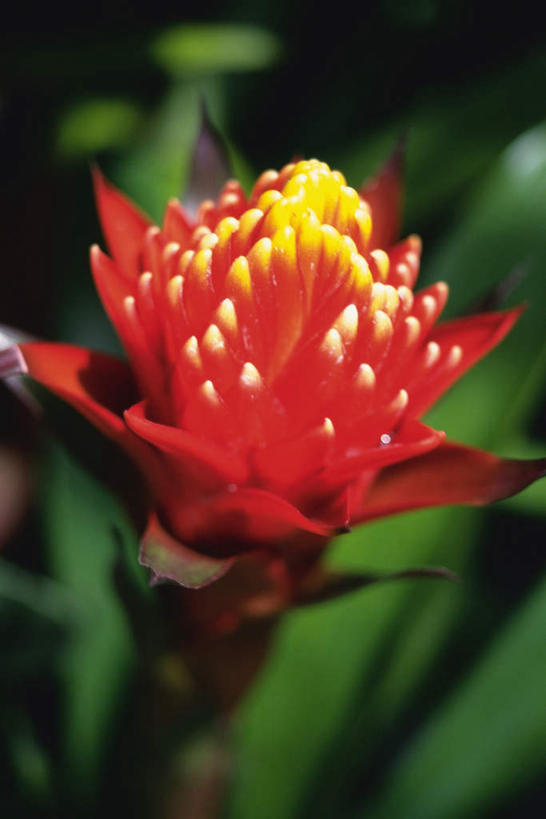 无人,竖图,俯视,室内,特写,白天,凤梨花,叶子,黑色背景,朦胧,模糊,盛开,绿叶,花蕾,花,花瓣,花朵,鲜花,一朵,红色,花苞,花蕊,嫩叶,摄影,影棚,叶,叶片,彩图,高角度拍摄,影棚拍摄,拍摄