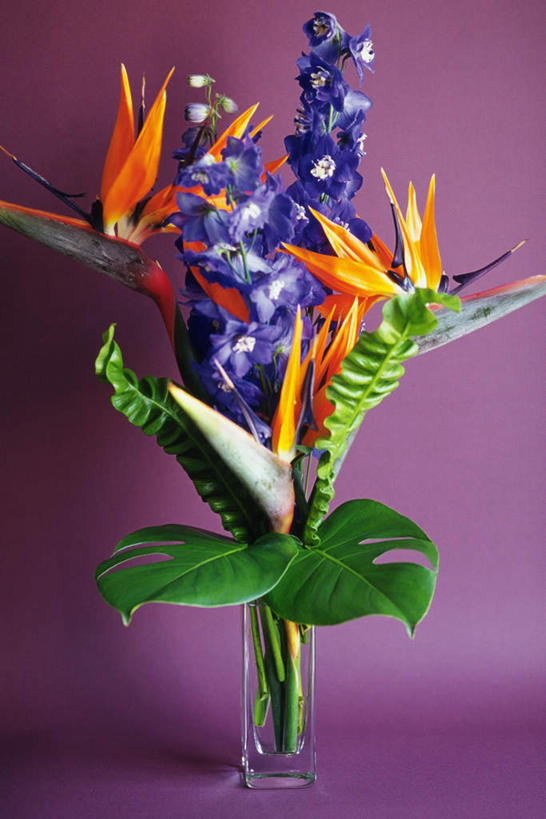 无人,竖图,室内,特写,白天,正面,桌子,鹤望兰,花瓶,玻璃,许多,紫色背景,盛开,花蕾,玻璃制品,花,花瓣,花朵,鲜花,一个,花苞,花蕊,摄影,影棚,单个,高雅,清新,极乐鸟花,天堂鸟,彩图,影棚拍摄,拍摄