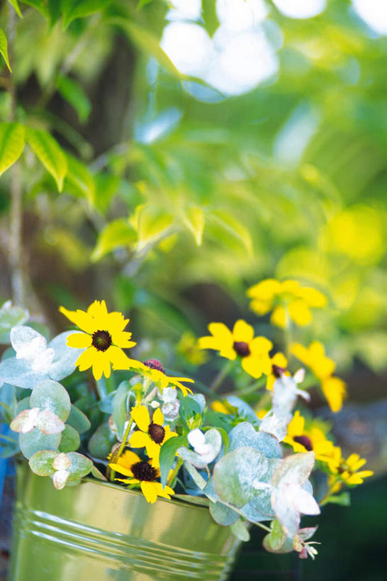 无人,竖图,俯视,室外,特写,白天,旅游,美景,植物,许多,朦胧,模糊,盛开,铁桶,桶,景观,花,花瓣,花朵,花卉,鲜花,黄色,自然,容器,花蕊,景色,储藏,储存,自然风光,黑心菊,彩图,高角度拍摄,游览,贮存