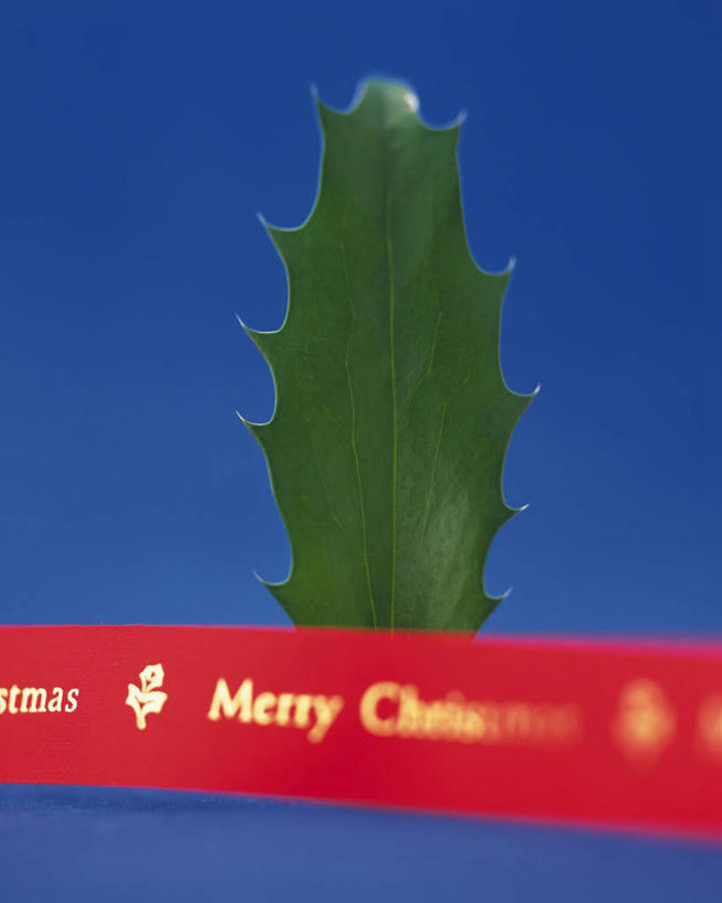 无人,竖图,室内,特写,白天,正面,静物,叶子,圣诞节,一片,一条,蓝色背景,节日,朦胧,模糊,庆祝,英文,标志,丝绸,丝带,文字,字符,字母,绿叶,缎带,文化,标识,绸带,红色,庆典,金色,嫩叶,摄影,冬青,影棚,纪念,英文字母,枸骨冬青,构骨,猫儿刺,鸟不宿,叶,叶片,彩图,影棚拍摄,拍摄