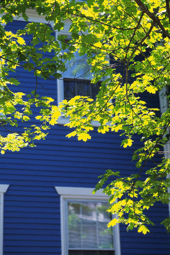 无人,家,竖图,室外,白天,仰视,度假,美景,城市风光,城市,叶子,美国,阴影,光线,影子,房屋,屋子,景观,绿叶,娱乐,楼房,住宅,阳光,享受,休闲,嫩叶,景色,放松,北美,北美洲,美洲,马萨诸塞州,麻州,麻省,马萨诸塞,麻塞诸塞,老殖民地,海湾之州,北亚美利加洲,亚美利加洲,楠塔基特,叶,叶片,彩图,低角度拍摄,房子