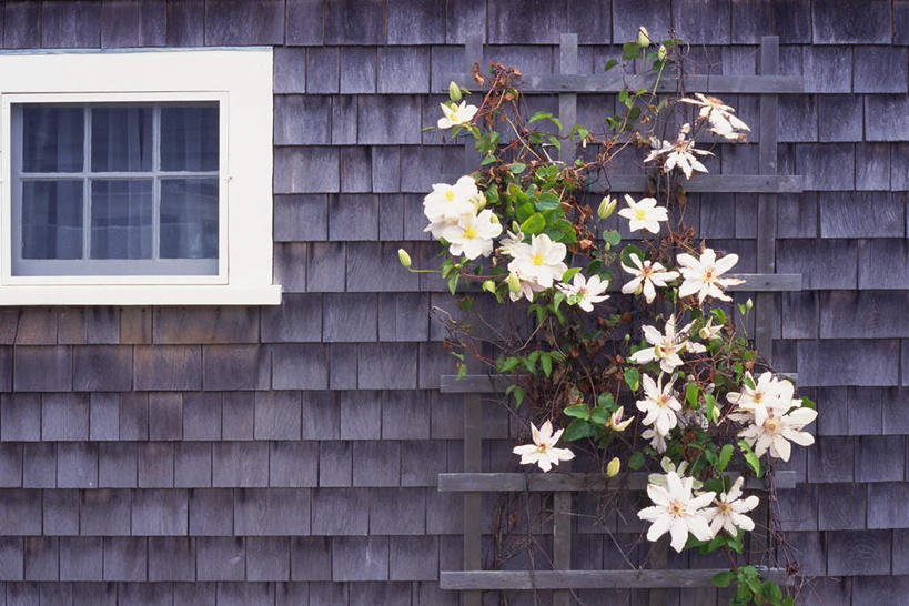 无人,家,横图,室外,白天,正面,度假,美景,窗户,城市风光,城市,美国,许多,盛开,房屋,墙,屋顶,屋子,景观,花蕾,顶棚,娱乐,楼房,玻璃窗,墙壁,墙面,住宅,花,花瓣,花朵,鲜花,花苞,花蕊,享受,休闲,景色,放松,北美,北美洲,美洲,马萨诸塞州,麻州,麻省,马萨诸塞,麻塞诸塞,老殖民地,海湾之州,北亚美利加洲,亚美利加洲,楠塔基特,黄水仙,喇叭水仙,洋水仙,彩图,房子