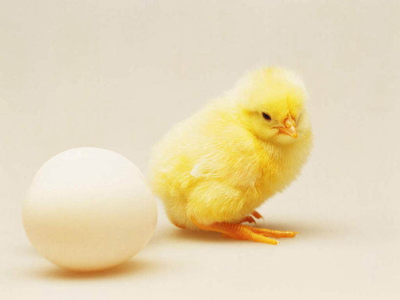无人,站,横图,室内,特写,白天,白色背景,侧面,鸡,蛋,鸡蛋,注视,家禽,一个,黄色,动物,观察,看,站着,家畜,可爱,摄影,牲畜,活泼,影棚,单个,观看,察看,关注,雏鸡,草鸡蛋,卵,站立,彩图,全身,影棚拍摄,拍摄,小鸡