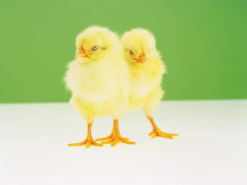 无人,站,横图,室内,特写,白天,正面,桌子,鸡,绿色背景,注视,家禽,黄色,动物,观察,看,站着,两只,家畜,可爱,摄影,牲畜,活泼,影棚,观看,察看,关注,雏鸡,站立,彩图,全身,影棚拍摄,拍摄,小鸡