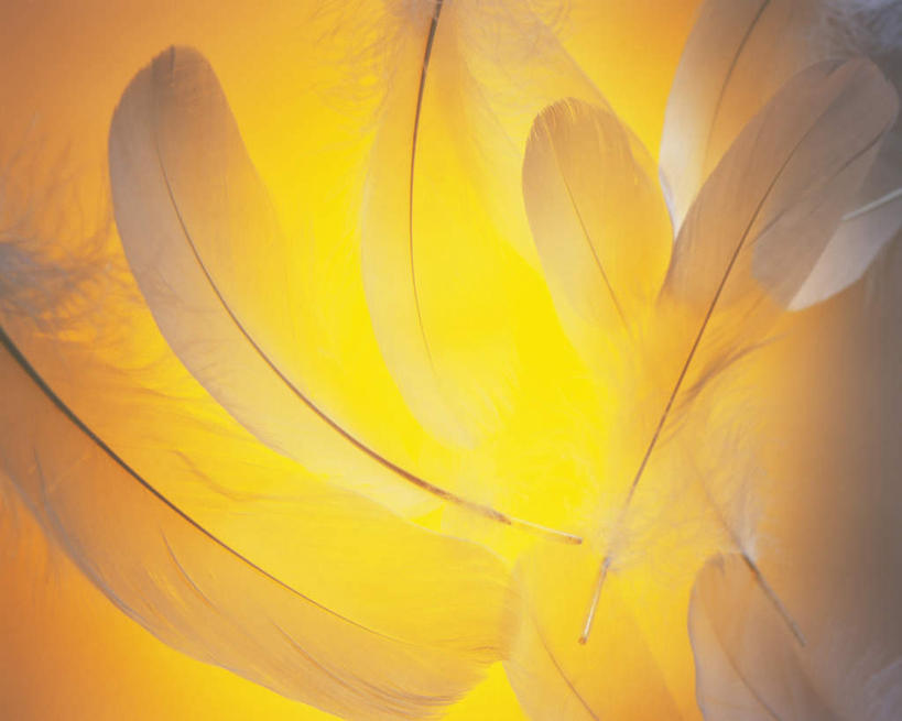 无人,横图,室内,特写,白天,正面,羽毛,许多,黄色背景,轻盈,柔软,散落,毛,摄影,影棚,轻柔,彩图,影棚拍摄,拍摄