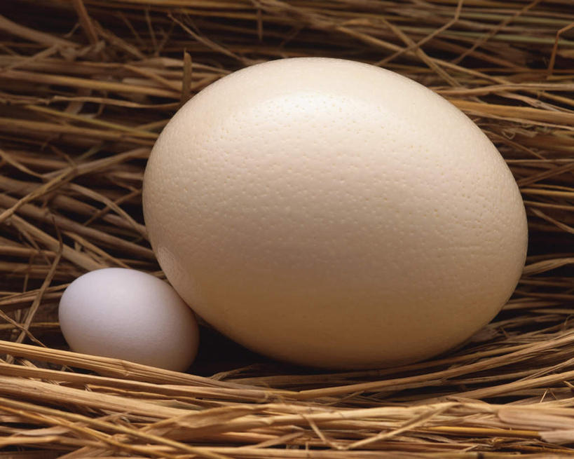 无人,横图,俯视,室内,特写,白天,蛋,鸡蛋,稻草,干草,两个,比较,摄影,影棚,对比,对照,草鸡蛋,卵,比拟,比照,彩图,高角度拍摄,影棚拍摄,拍摄
