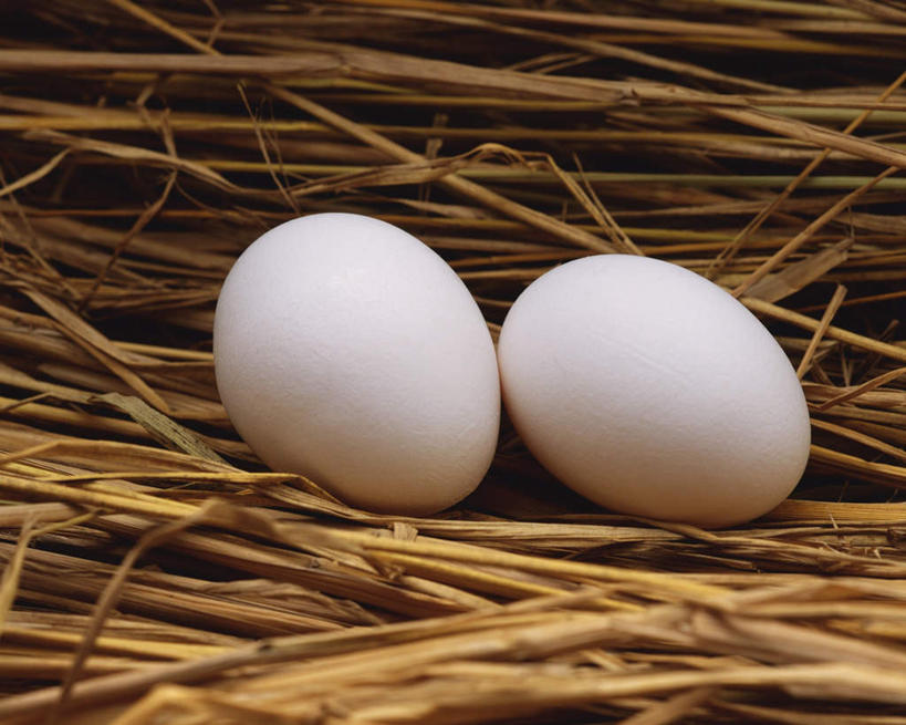 无人,横图,俯视,室内,特写,白天,蛋,稻草,干草,鸭蛋,草,两个,白色,卵,鸭卵,彩图,高角度拍摄