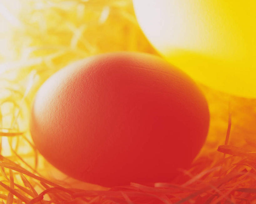 无人,横图,俯视,室内,特写,白天,鸟巢,鸟窝,蛋,鸡蛋,一个,摄影,影棚,单个,草鸡蛋,卵,彩图,高角度拍摄,影棚拍摄,拍摄