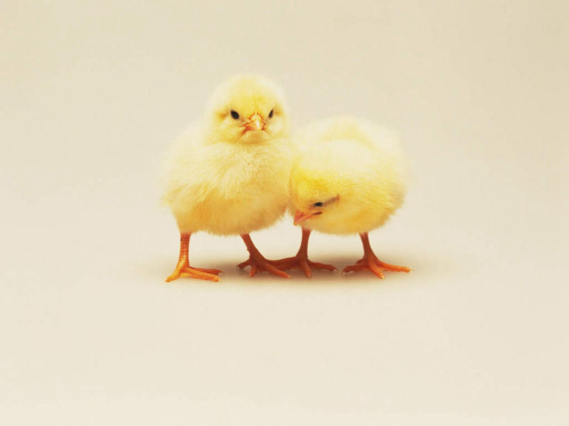 无人,站,横图,室内,特写,白天,白色背景,正面,鸡,阴影,反射,影子,注视,家禽,黄色,动物,观察,看,站着,两只,家畜,可爱,摄影,牲畜,活泼,影棚,观看,察看,关注,雏鸡,站立,彩图,全身,影棚拍摄,拍摄,小鸡