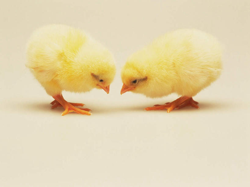 无人,站,横图,室内,特写,白天,侧面,鸡,阴影,黄色背景,反射,影子,注视,家禽,黄色,动物,低头,观察,看,站着,两只,家畜,可爱,摄影,牲畜,活泼,影棚,观看,察看,关注,雏鸡,站立,彩图,全身,影棚拍摄,拍摄,小鸡