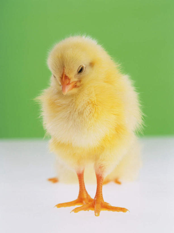 无人,站,竖图,室内,特写,白天,正面,鸡,绿色背景,朦胧,模糊,注视,家禽,黄色,动物,观察,看,站着,两只,家畜,可爱,摄影,牲畜,活泼,影棚,观看,察看,关注,雏鸡,站立,彩图,全身,影棚拍摄,拍摄,小鸡